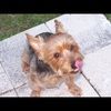 purpledog1127
